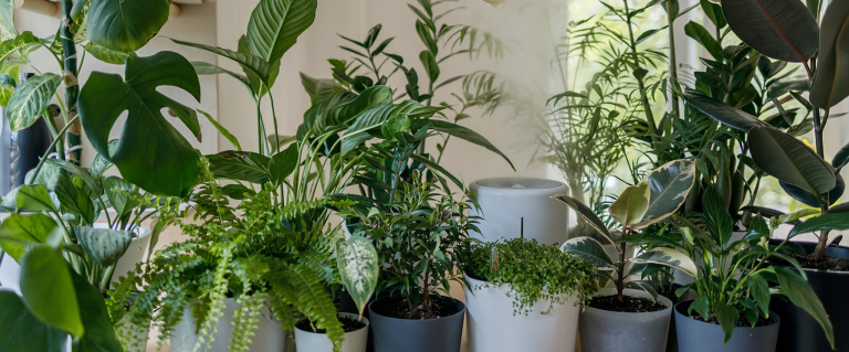 luchtbevochtiger planten